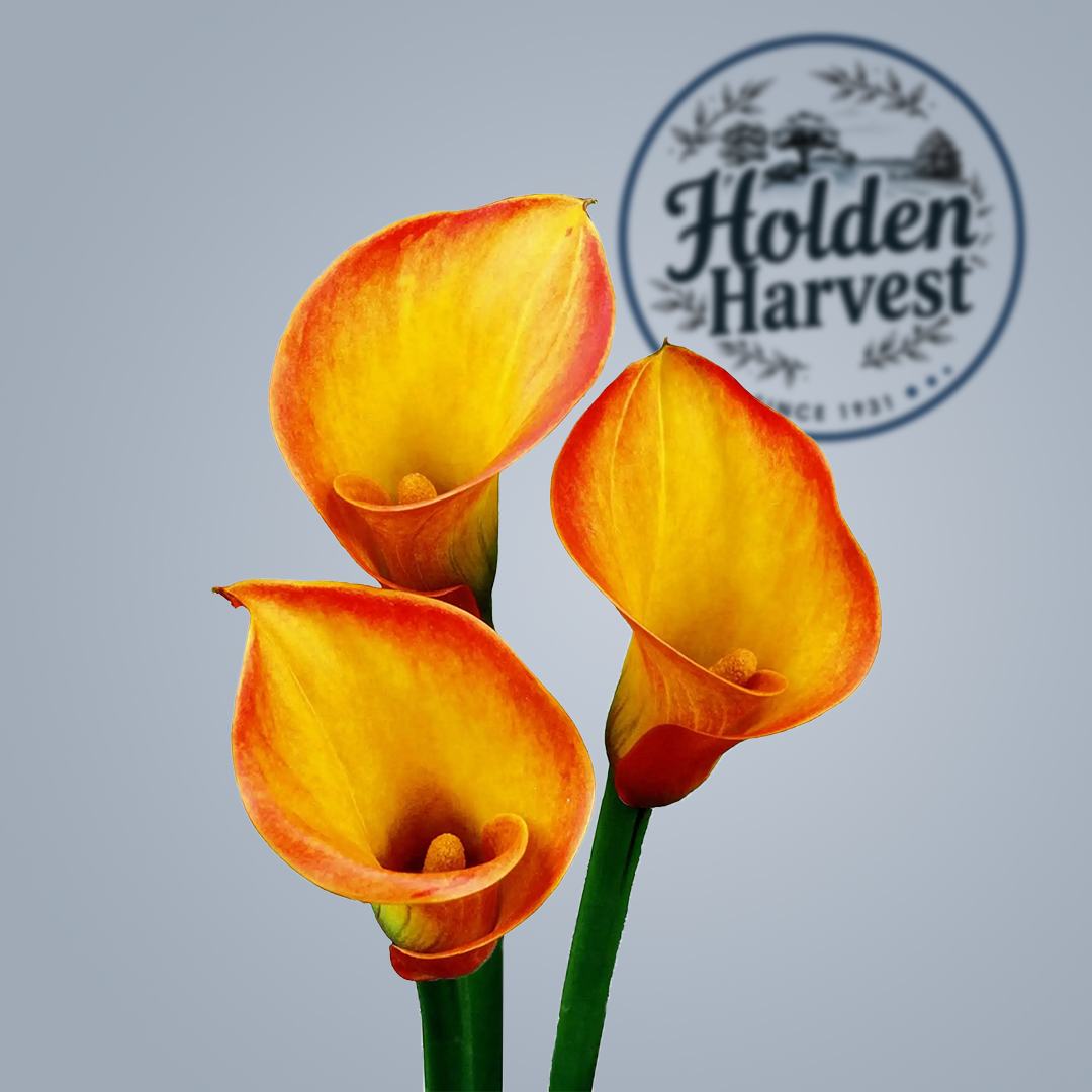 Calla Lily-orange